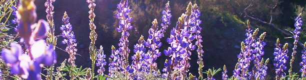 Photo of purple desert wildflowers